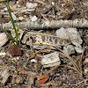 High Plains Grasshopper