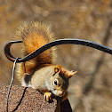 American red squirrel