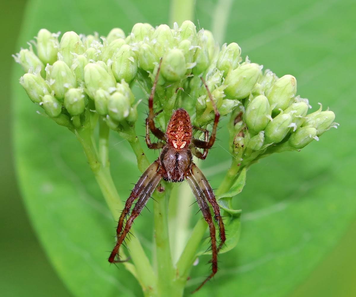 Arabesque orbweaver