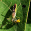 Pale Green Assassin Bug