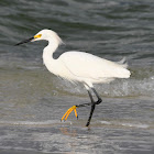 Snowy Egret