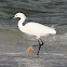 Snowy Egret