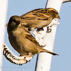 House Sparrow; Gorrión Común