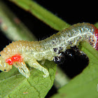 Sawfly larva (molting)