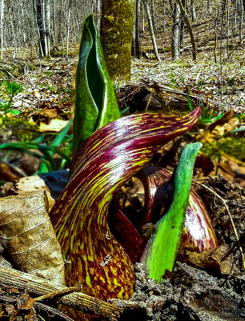 Skunk Cabbage