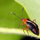 Mirid bug