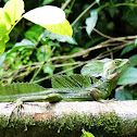 Green Basilisk Lizard