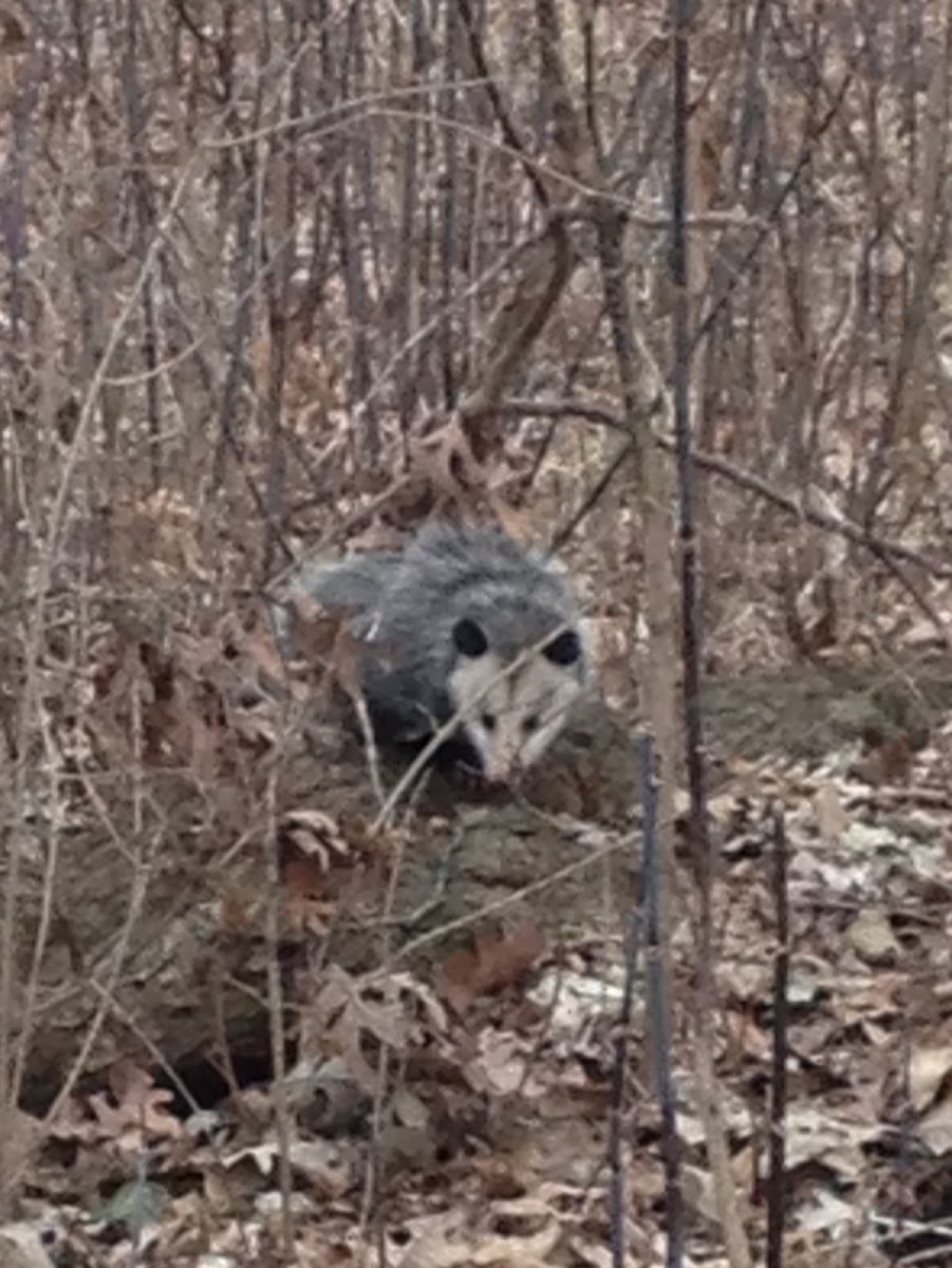 Virginia Opossum