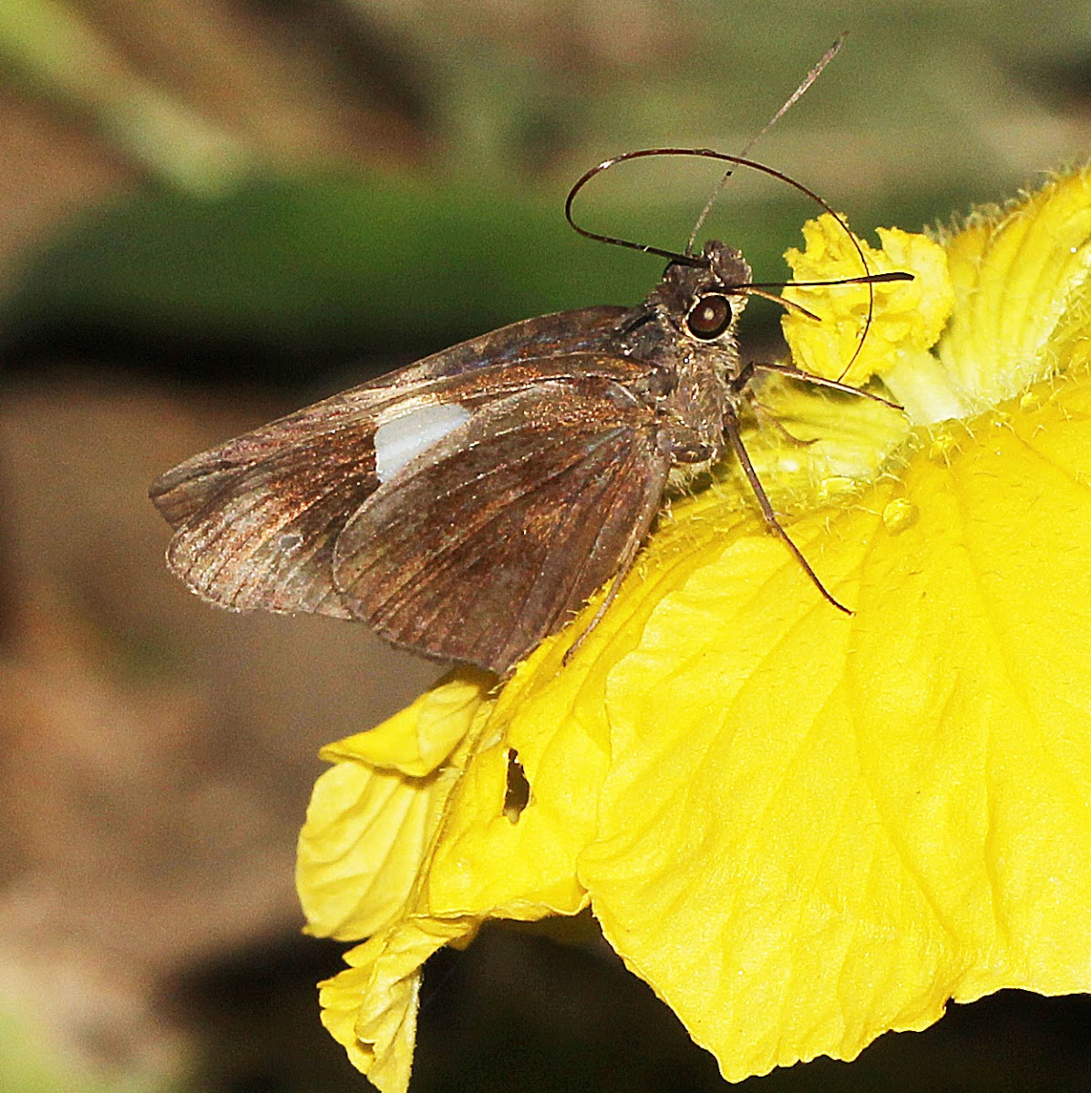 Common Banded Demon