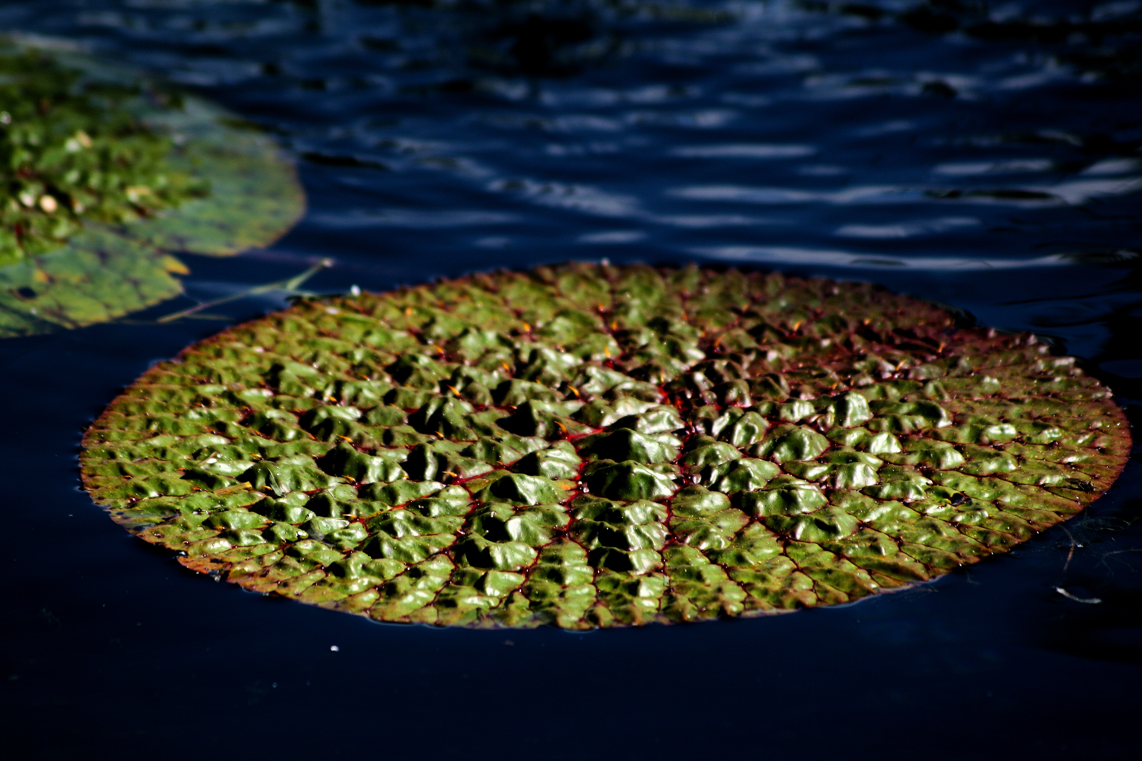 Il verde che galleggia di singi72