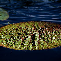 Il verde che galleggia di 