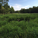 White-tailed Deer