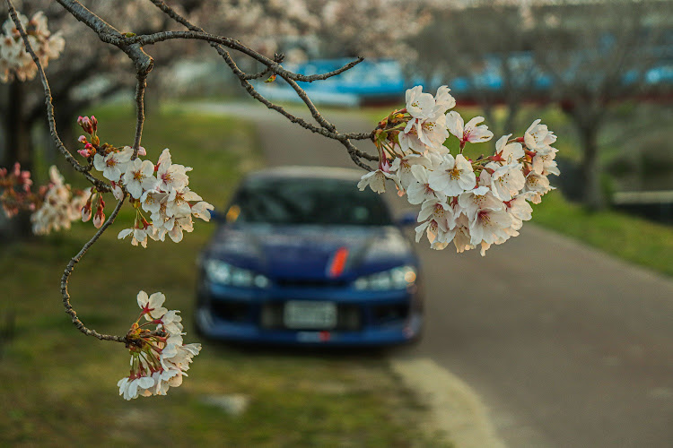 シルビアのいろんな撮り方📷🌸・深夜徘徊からの朝活📷・シンシューはまだ桜は早い😤・今日は昼活もしちゃう😍・海鮮丼うまし🐟🦐🐚🍚🐙🦑に関するカスタム事例の投稿画像7枚目