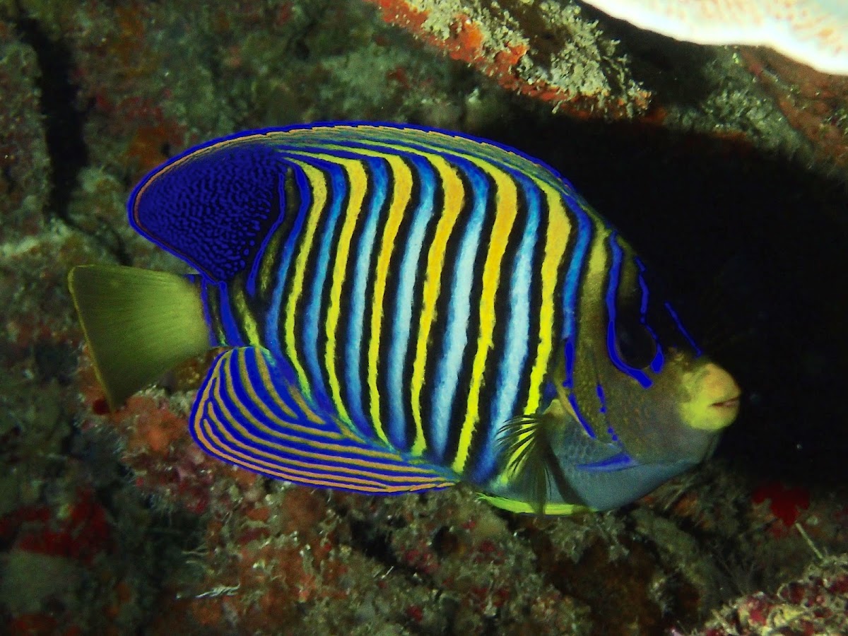 Regal Angelfish