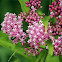 Swamp Milkweed