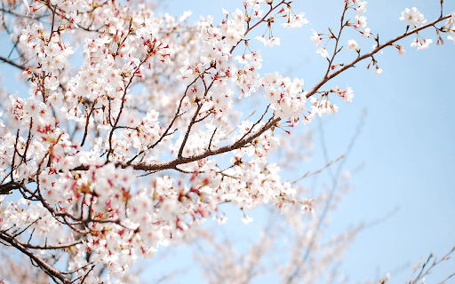 Sakura 2k screenshot 1