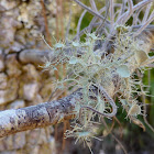 Florida Beard Lichen