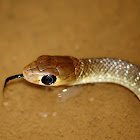 Indochinese Rat Snake