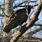 Turkey Vulture