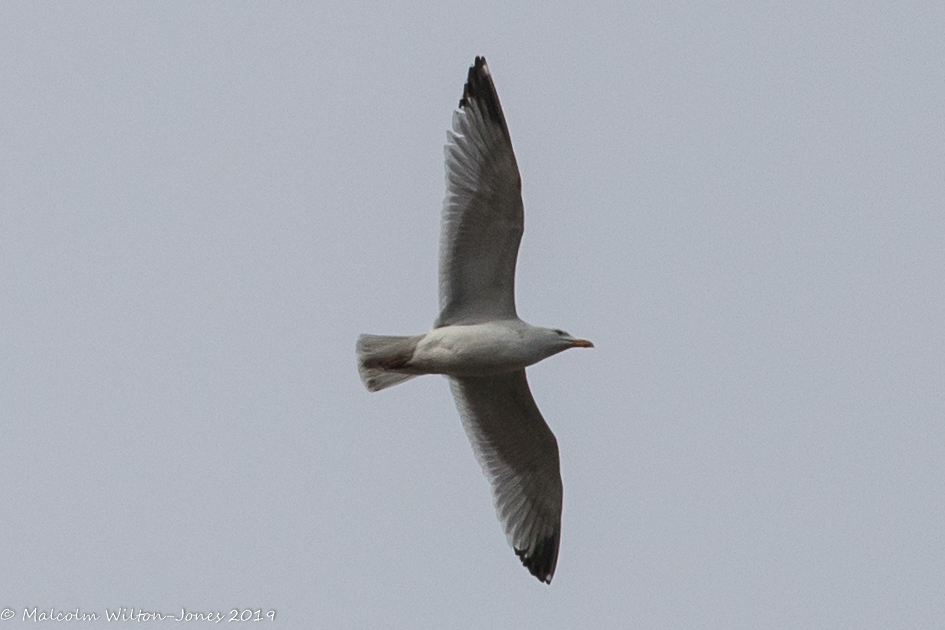 Lesser Black-backed Gull