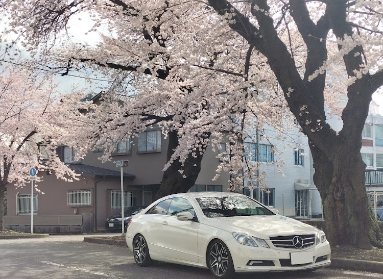 Eクラス セダンのコロナが早く終息しますように・ドライブ・桜とコラボ🌸・サクラと愛車・桜に関するカスタム事例の投稿画像1枚目