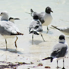 Ring-billed Gull, Laughing Gull and Sandwich Tern