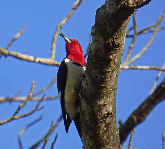 Arkansas Redheaded Woodpecker, Maumelle Park, Little Rock