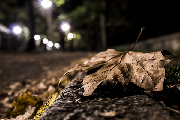 Fiore d'Autunno di gattopisa