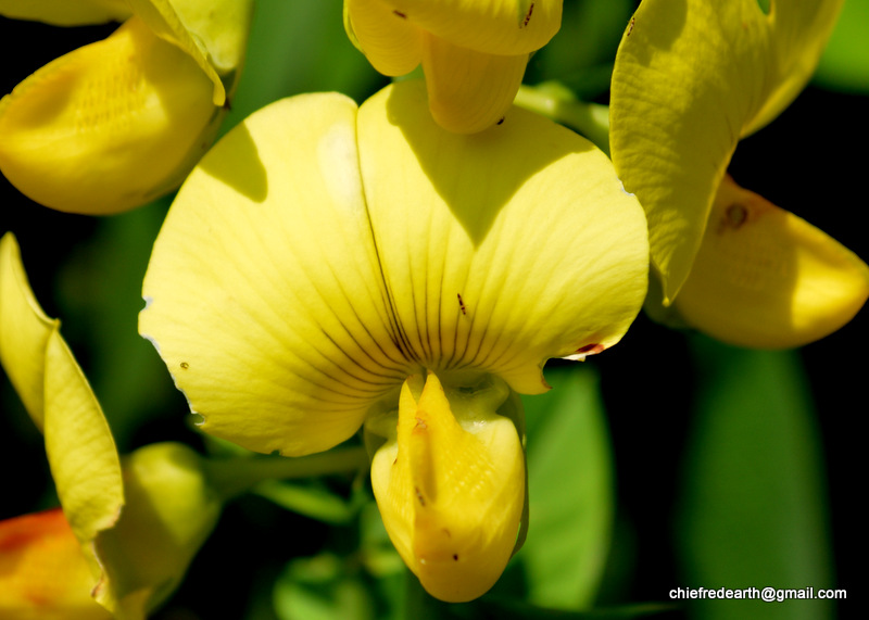 Showy Rattlepod, Greater rattlepod, Showy crotalaria, Showy rattlebox