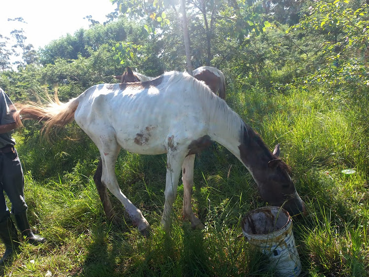 One of the horses.