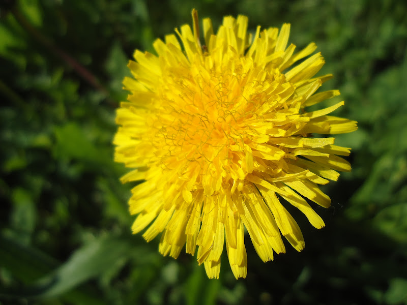 Giallo e verde stanno bene insieme di FLORANS