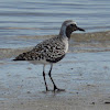 Black bellied plover