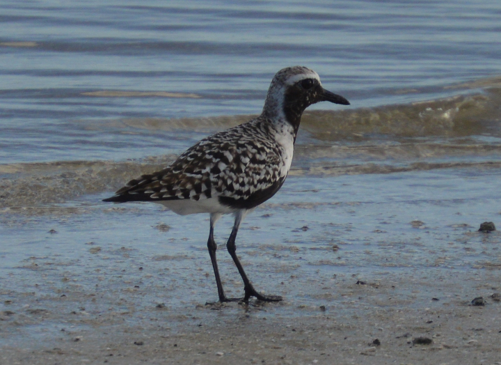 Black bellied plover