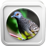 Cover Image of Download Zebra Dove Sounds 2.6.9 APK