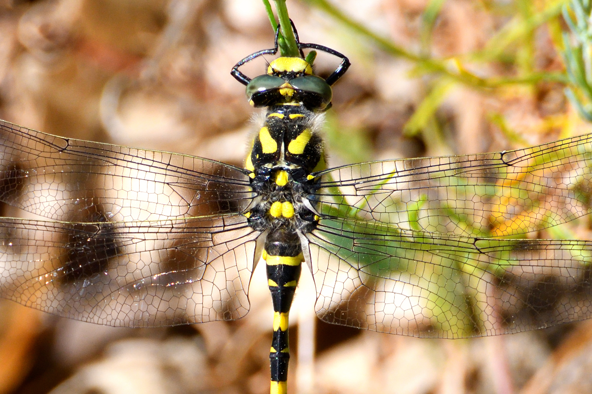 Golden-ringed dragonfly; Libélula tigre