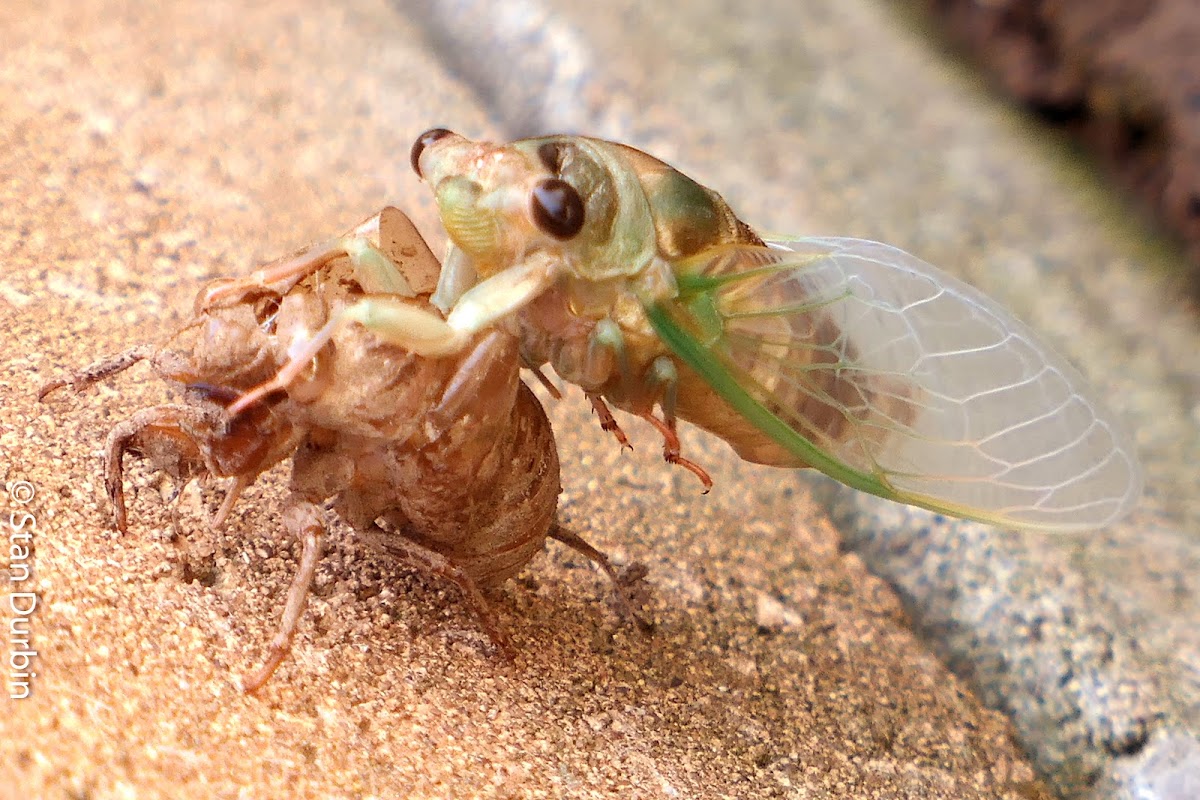 Dog-day cicada