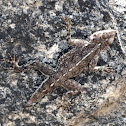 Mwanza flat-headed Rock Agama, Spiderman lizard