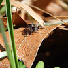 Thin-legged wolf spider