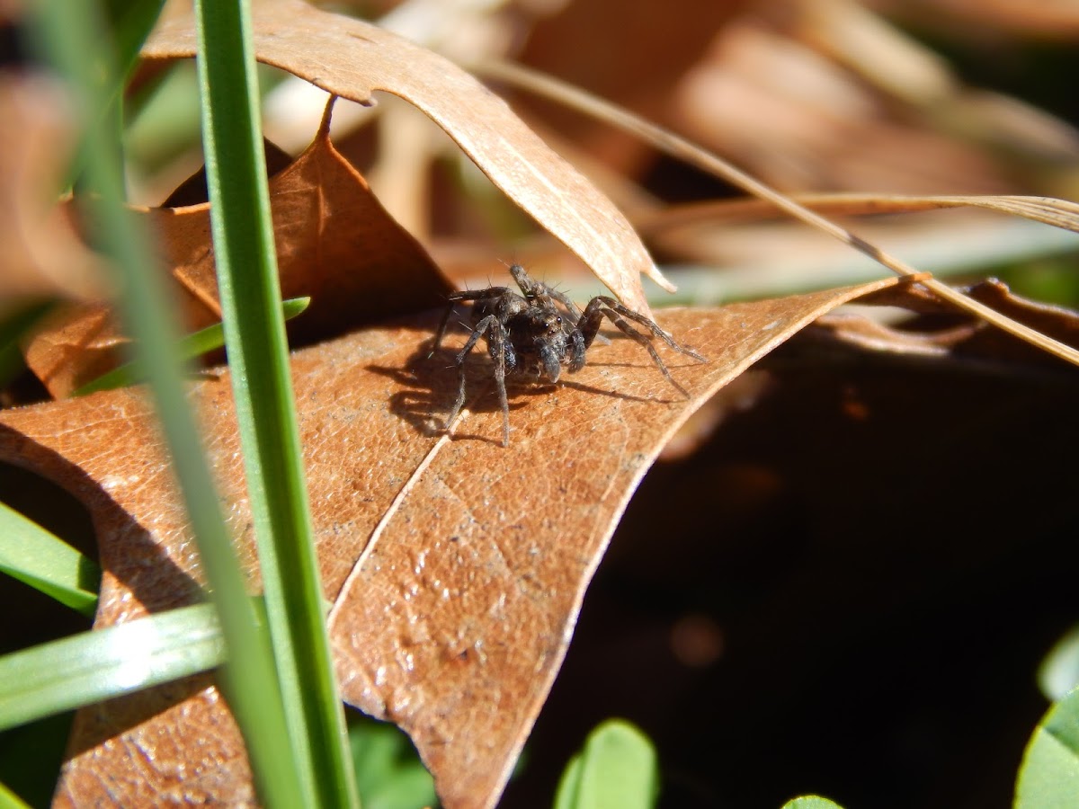 Thin-legged wolf spider