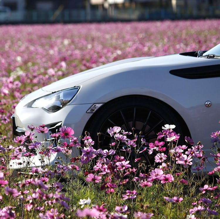 86の秋桜と愛車・86BRZオーナーさんと繋がりたい・スポーツカー好きな人と繋がりたい・車好きな人と繋がりたい・低そうで低くない少し低い車に関するカスタム事例の投稿画像1枚目