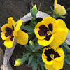 Garden Pansy