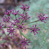 Columbia desert parsley