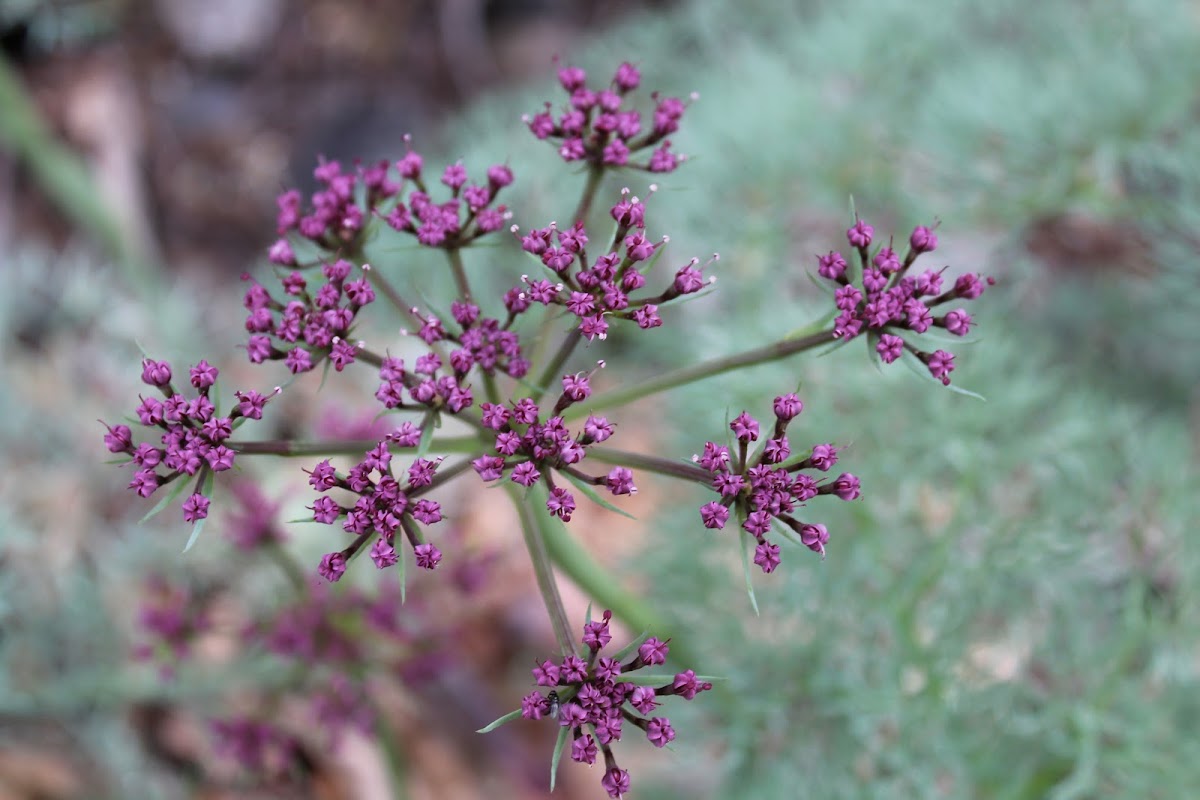 Columbia desert parsley