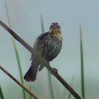 Red-winged Blackbird (female)