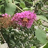 Hummingbird moth