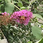 Hummingbird moth