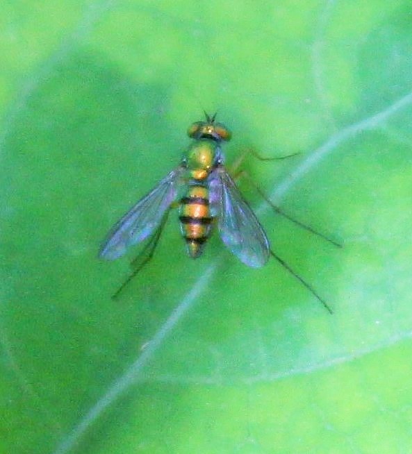 Green black fly