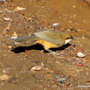 white-throated laughingthrush