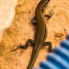 Iberian Wall Lizard