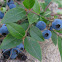 Lowbush Blueberry (Wild Blueberry)